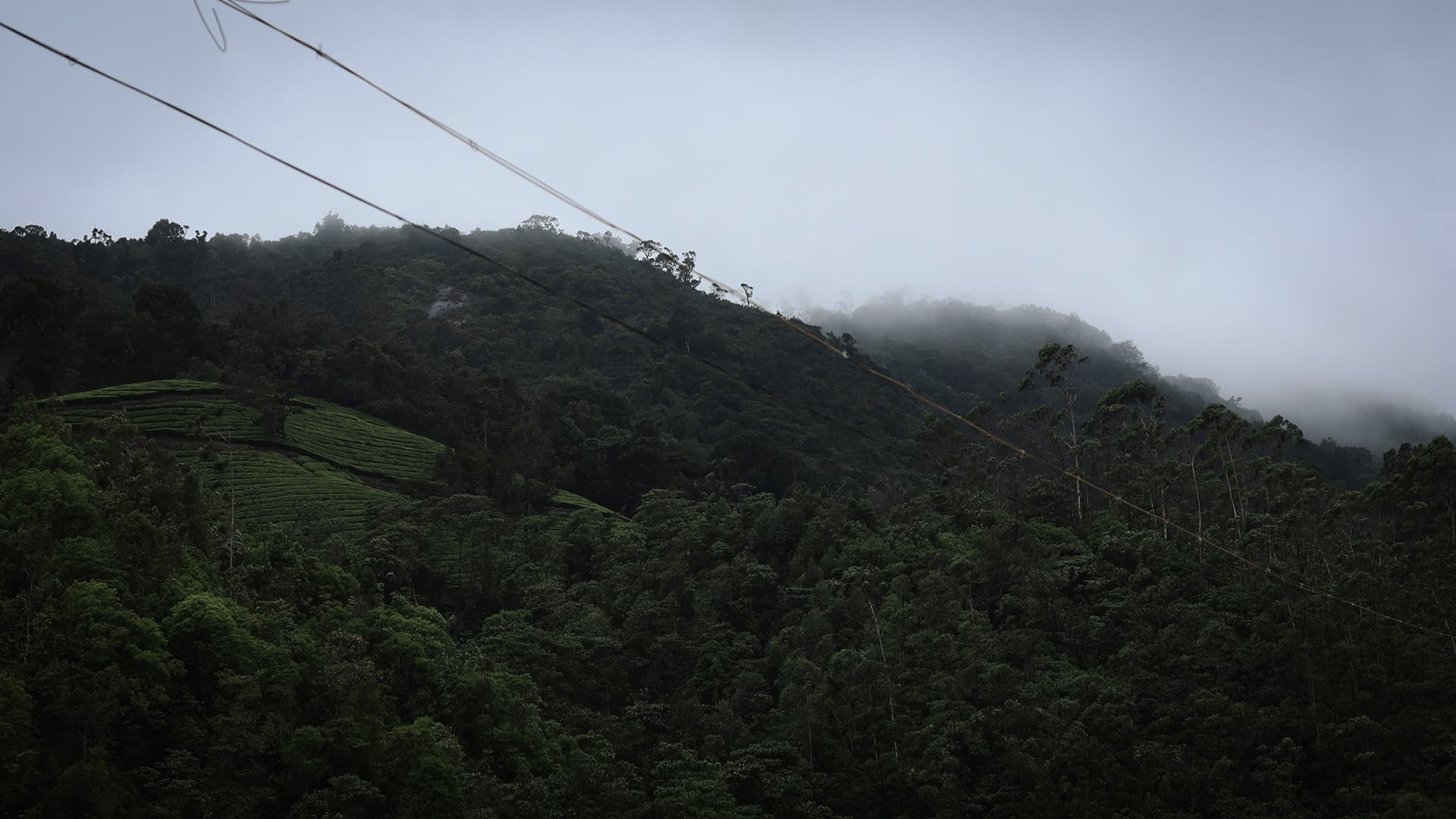 Description of the image