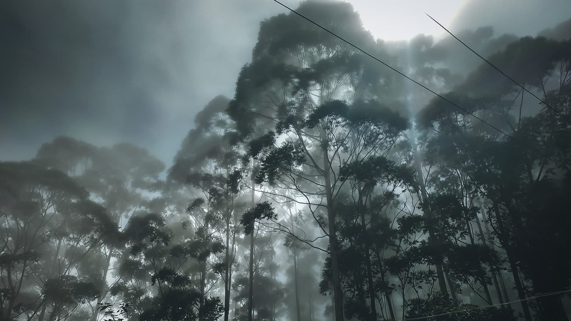 Description of the image