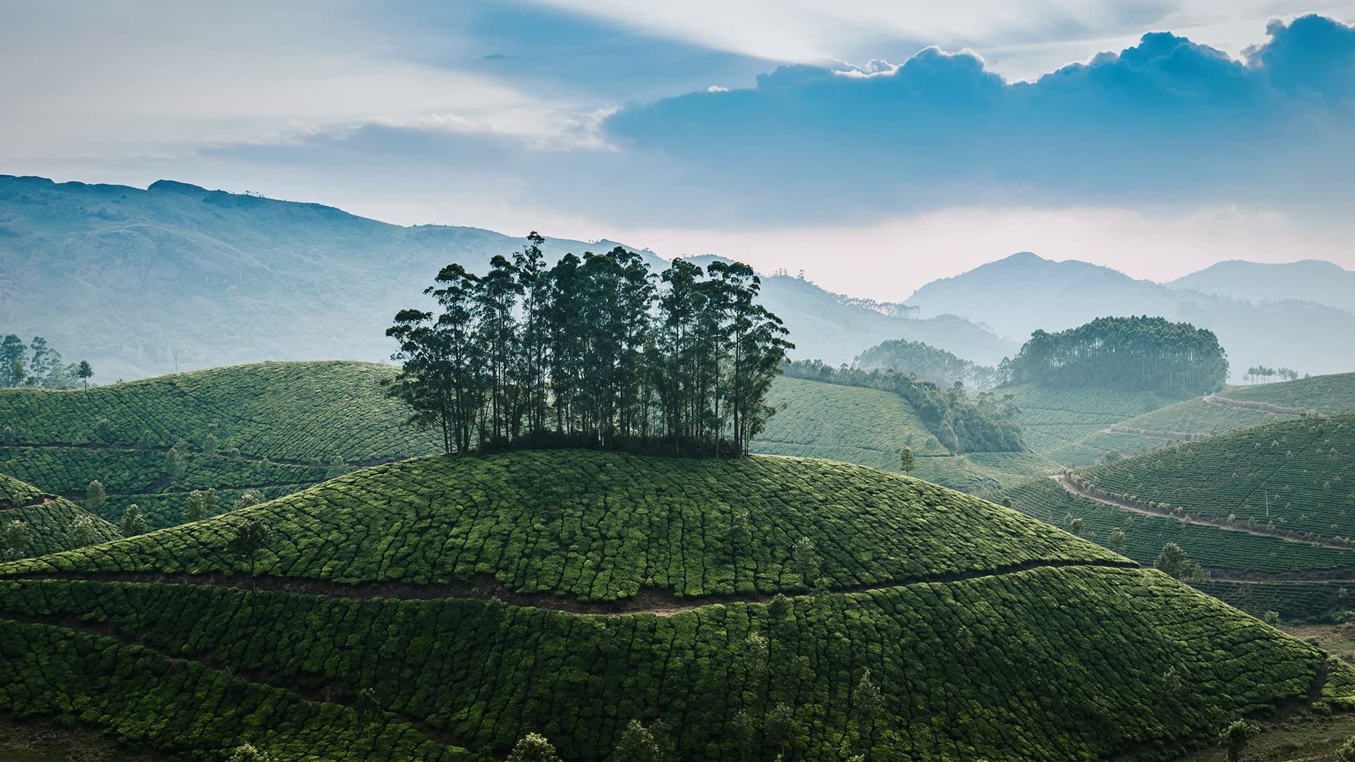 Description of the image